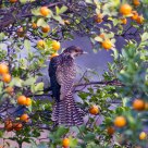 Female Asian Koel